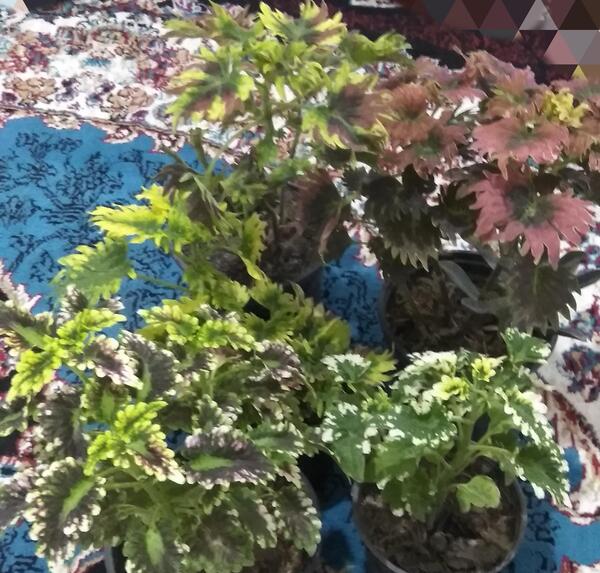 عکس حسن یوسف تایلندی