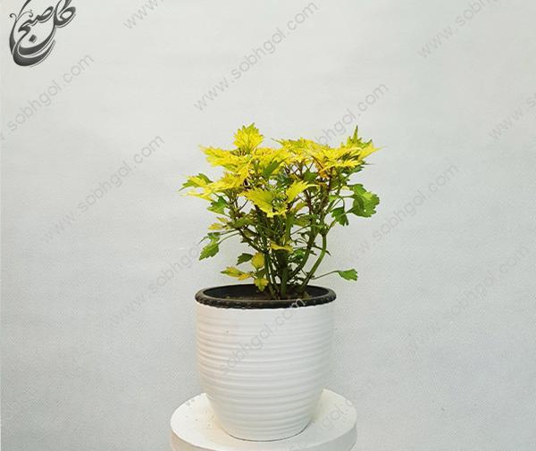 عکس حسن یوسف تایلندی