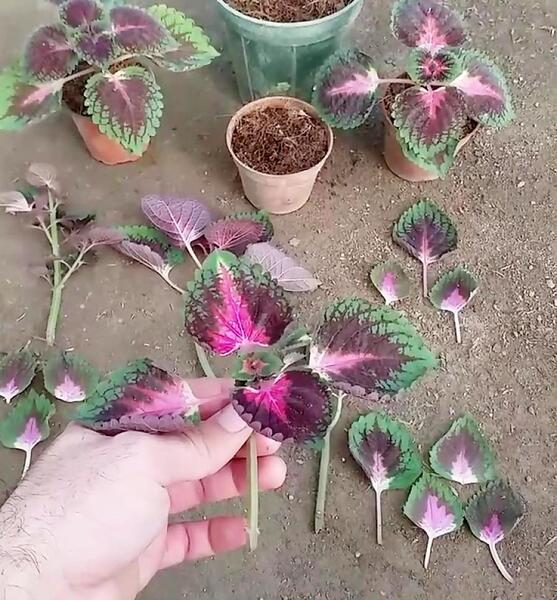 عکس حسن یوسف تایلندی