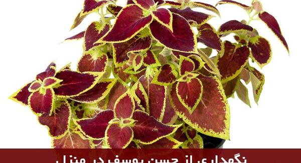 عکس حسن یوسف تایلندی