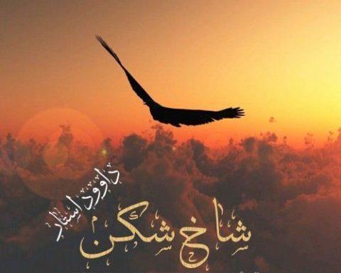 عکس داوود چرگری