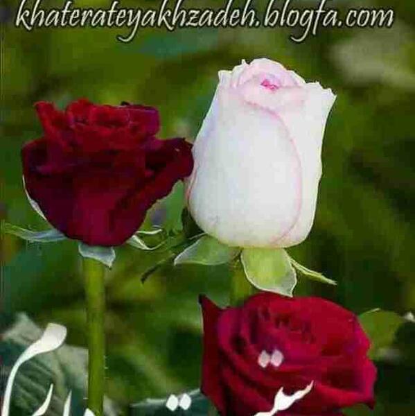 عکس دوست دارم s