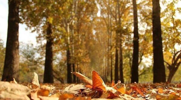 عکس رقیه غضنفر