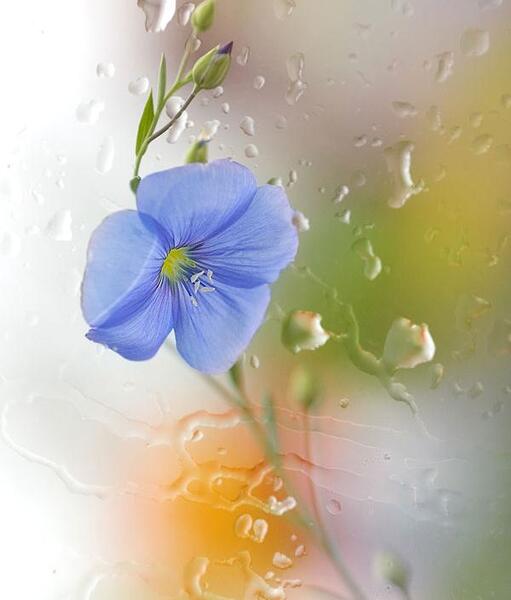 عکس رویایی گلها