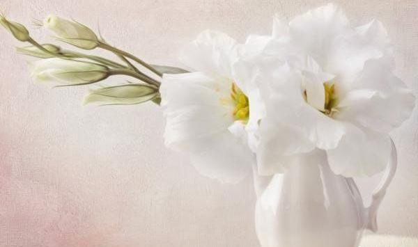عکس رویایی گلها
