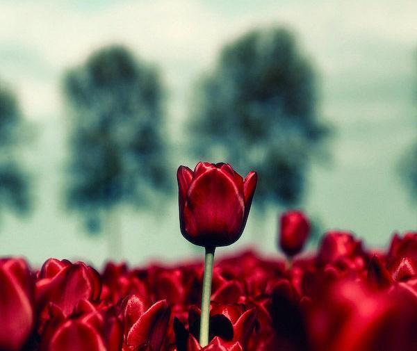 عکس رویای گل