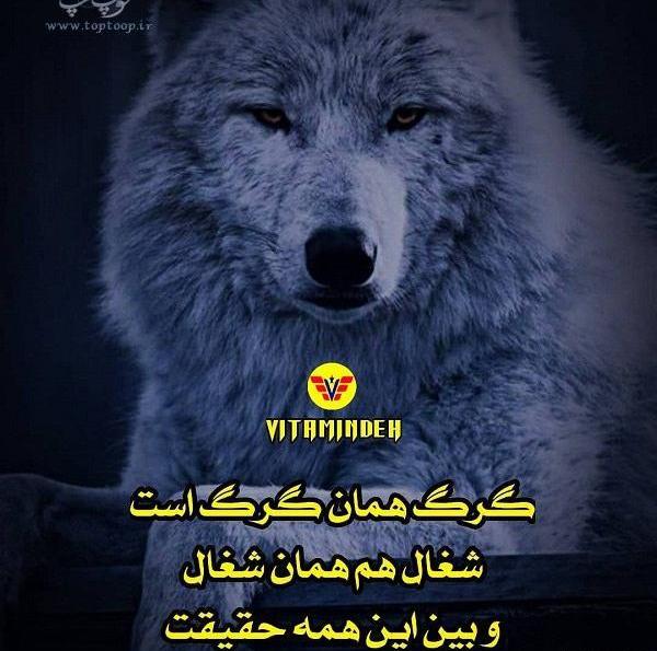 عکس رویایی گرگ