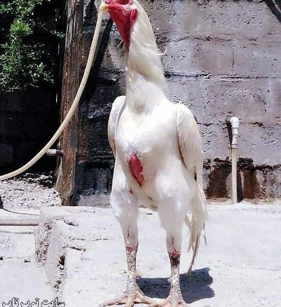 عکس ریحانه در خروس جنگی