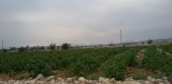 عکس رضوان کشاورز