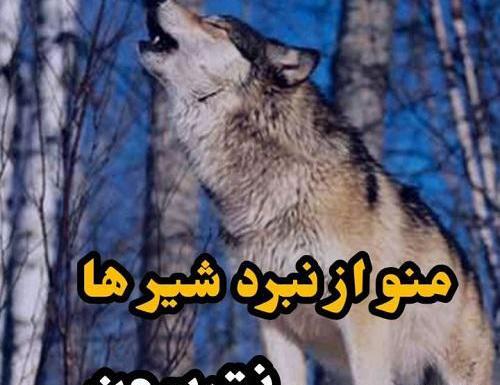 عکس سحر گرگی
