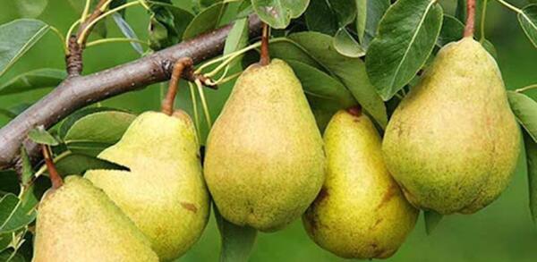 عکس سعید گلابی