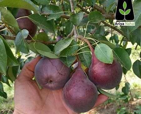 عکس سعید گلابی