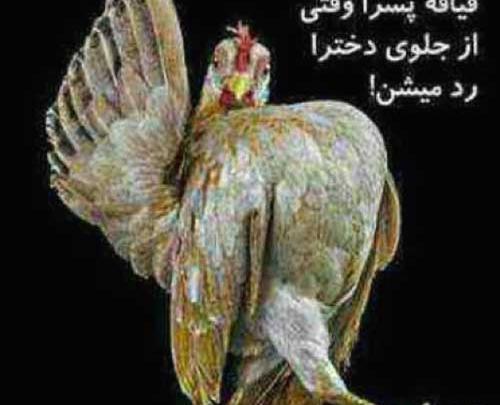 عکس نوشته ضد پسر باحال