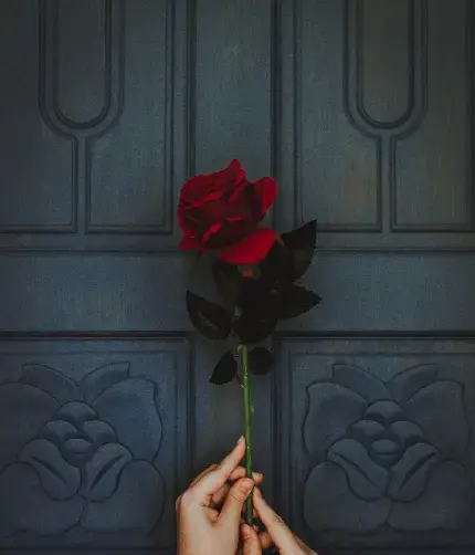 عکس دختر با یک شاخه گل