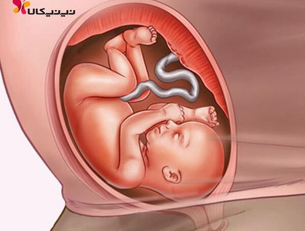 عکس جنین بیست و پنج هفته