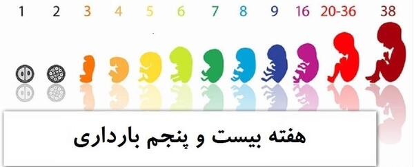 عکس جنین بیست و پنج هفته