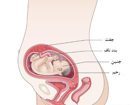 عکس جنین بیست و پنج هفته دختر
