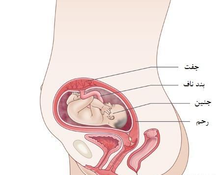 عکس جنین بیست و چهار هفته