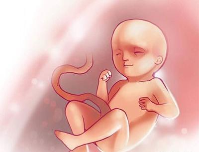 عکس جنین بیست و چهار هفته