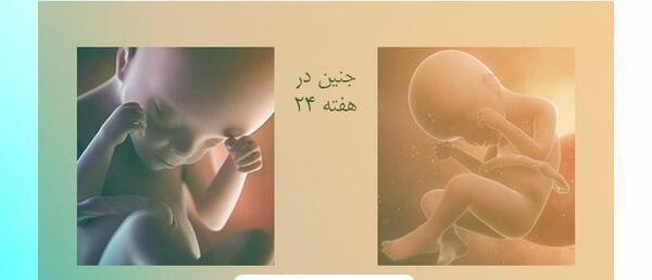 عکس هفته بیست و چهارم بارداری
