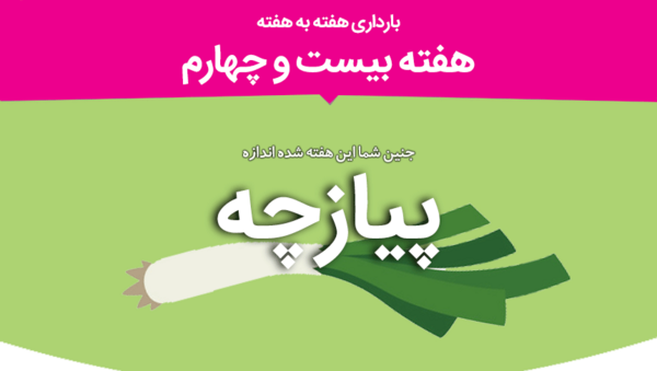 عکس هفته بیست و چهارم بارداری