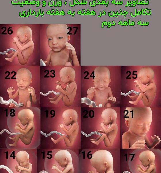 عکس هفته بیست و چهارم بارداری