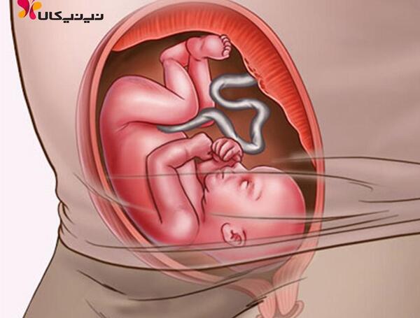 عکس هفته بیست و چهارم بارداری