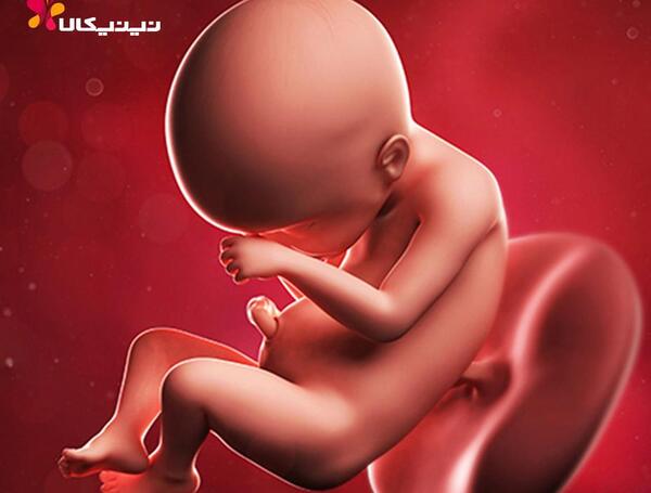 عکس هفته بیست و چهارم بارداری