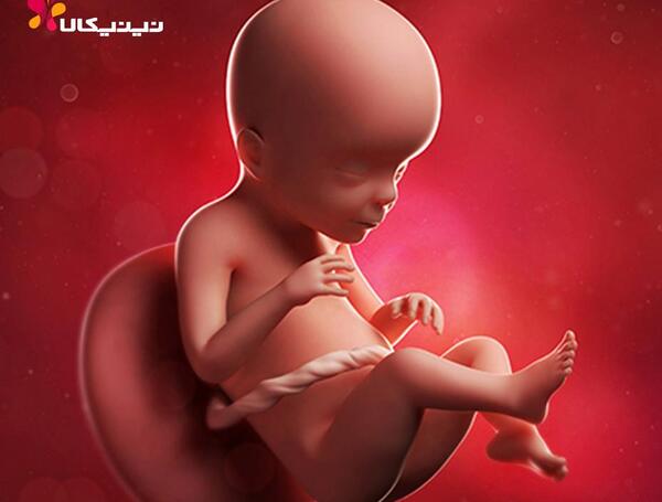 عکس بیست و دو هفتگی جنین