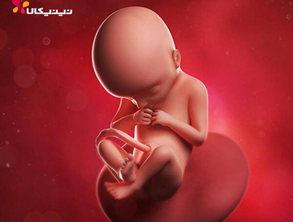 عکس بیست و دو هفتگی جنین