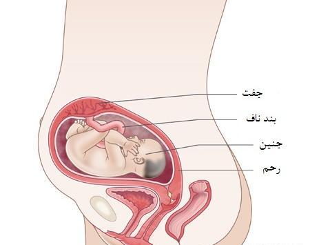 عکس جنین بیست و شش هفته
