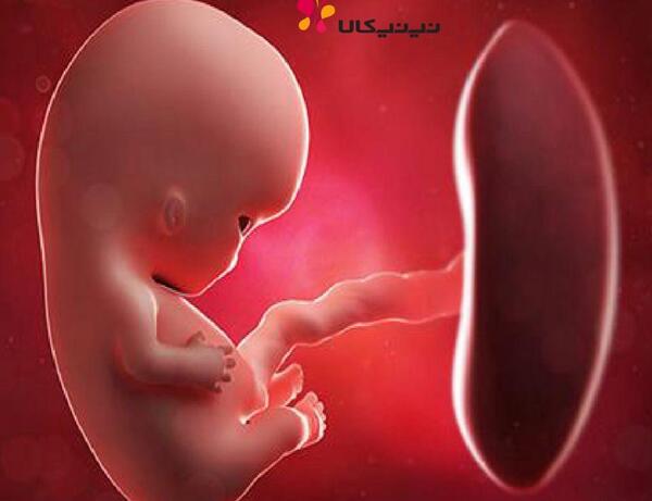 عکس جنین بیست و نه هفته ای