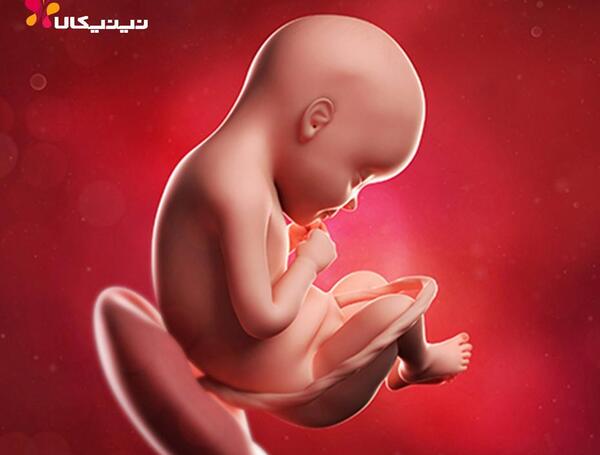 عکس هفته بیست و نهم بارداری