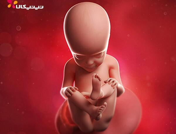 عکس جنین بیست و هفت هفته