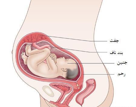 عکس جنین بیست و هفت هفته