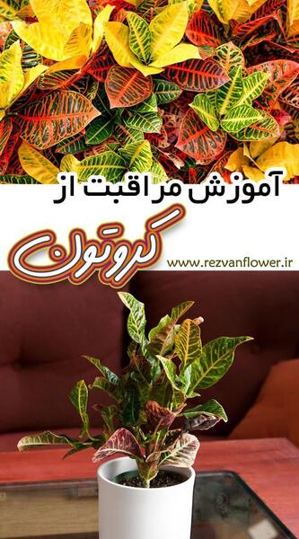 عکس گل کروتون