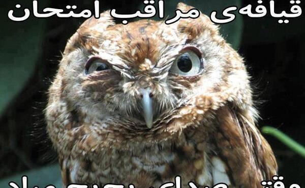 عکس حیوانات جک