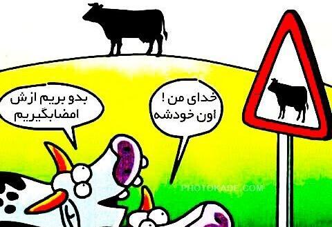 عکس های جک و طنز