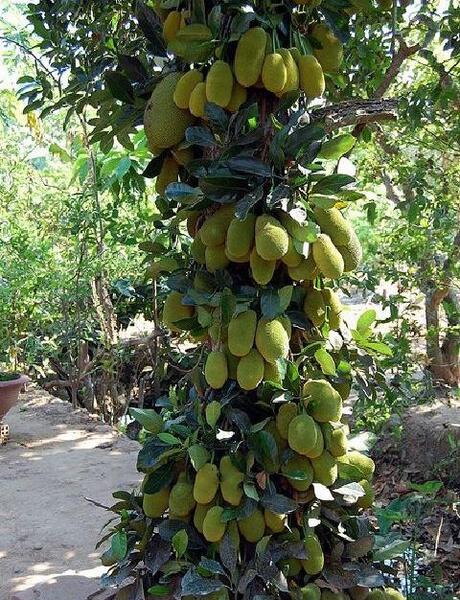 عکس جک فروت
