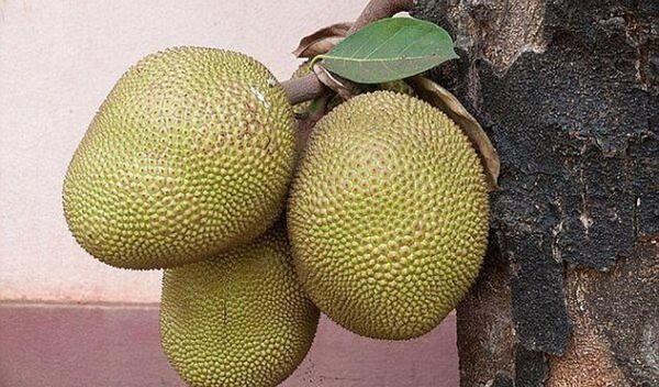 عکس جک فروت