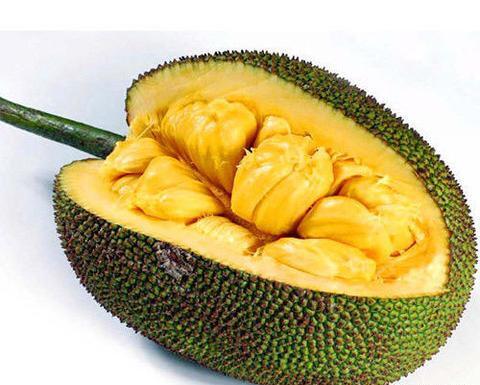 عکس جک فروت