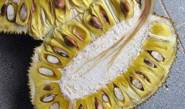 عکس جک فروت