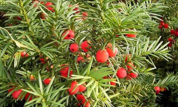 عکس گیاه جیلی وید