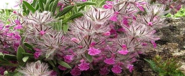 عکس گیاه جیلی وید
