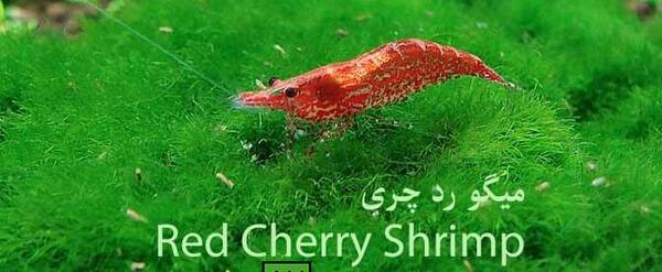 عکس میگو رد چری