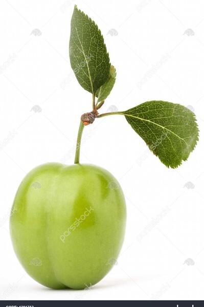 عکس چری سفید