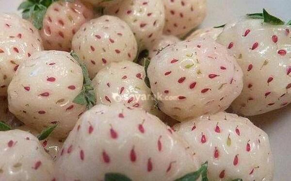 عکس چری مویا