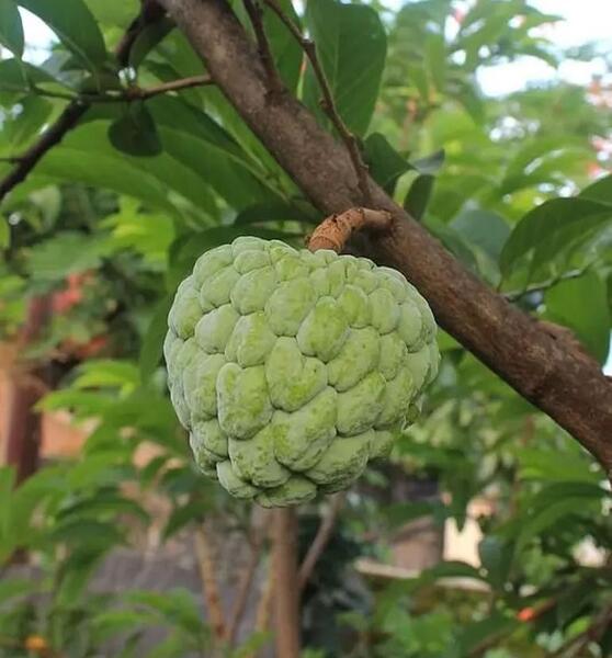 عکس چری مویا