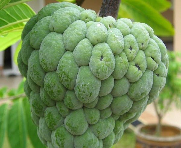 عکس چری مویا