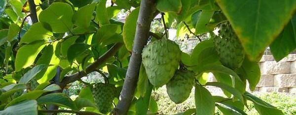 عکس چری مویا